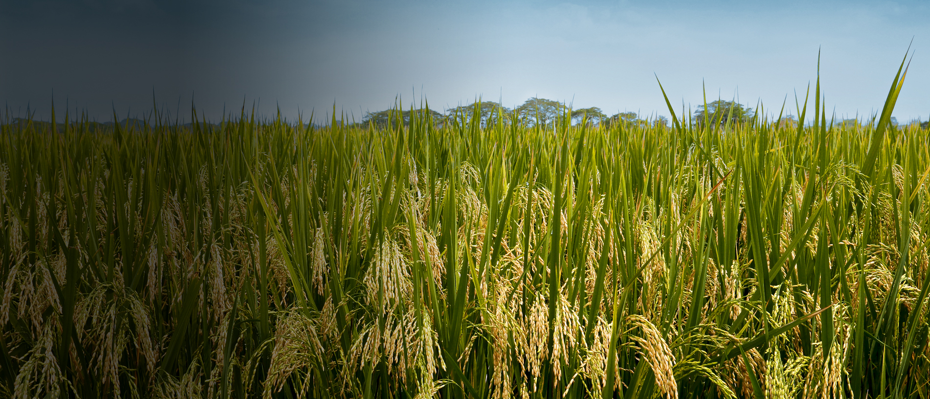 Cultivos de arroz sanos con Summitagro Ecuador